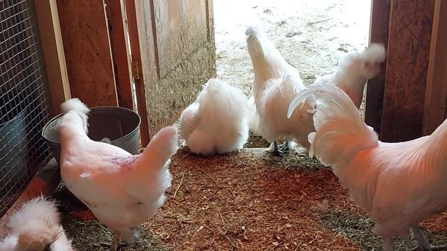 ЛУЧШИЕ ПОРОДЫ КУР НЕСУШЕК ДЛЯ СЕМЬИ И РАЗВЕДЕНИЯ ЯИЦ в 2025 году
