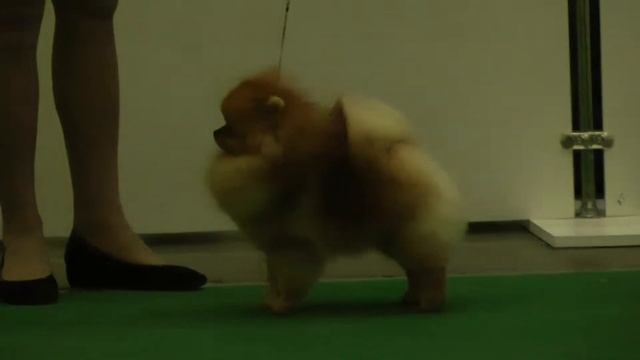 КЛАСС ЮНИОРЫ КОБЕЛИ смотреть онлайн