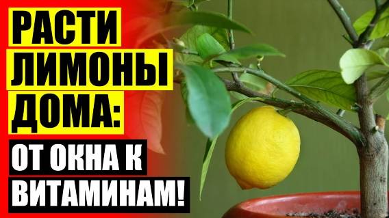 💣 Как привить лимон выращенный из косточки в домашних условиях 🤘 Как сажать лимон дома из косточк
