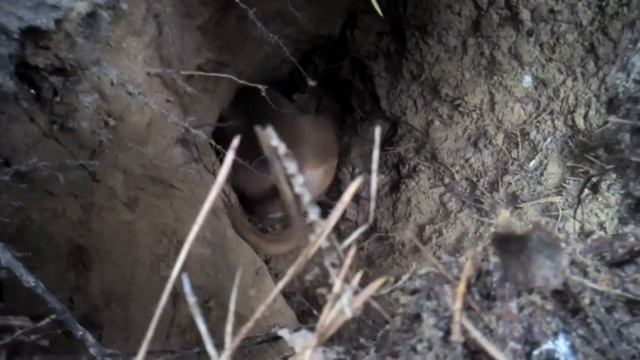 Такса в норе (HUNTING) смотреть онлайн