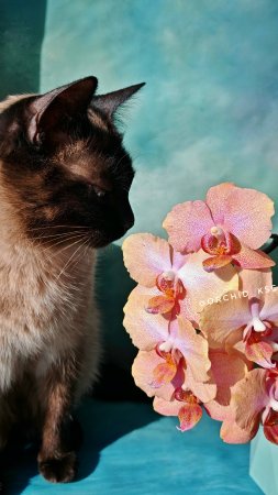 Phal. Chanella и котик Беня😍 Очередное цветение редкой коллекционной голландской орхидеи Шанелла🥰