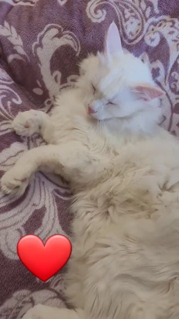 💖ЛЮБОВЬ НАВСЕГДА! 💖 ВСЕХ С ПРАЗДНИКОМ! Жанна Фетисова смотреть онлайн