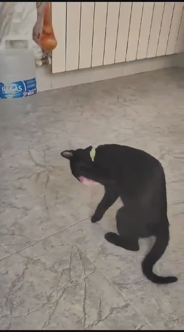 Забавные животные. Кот и мясо. Без кота жизнь не ТА
