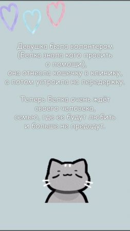 Кошка Белка в добрые руки. ❤