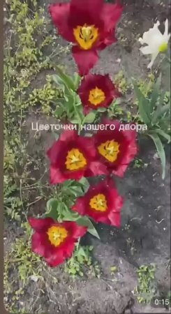 Добрый вечер. 🌨 Жизнь в Пятигорске. ⛰ Переехали из Новосибирска в Пятигорск на зимовку. #цветы