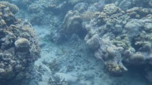 Снорклинг на Бали