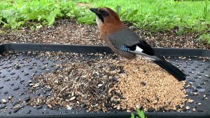 Бурундуки. Птицы Зеленушки, Сойка, Синицы, Поползни, Снегири. Часть 56