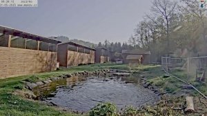 Лебедь как всегда на пробежке-спешит на поляну узнать последние новости