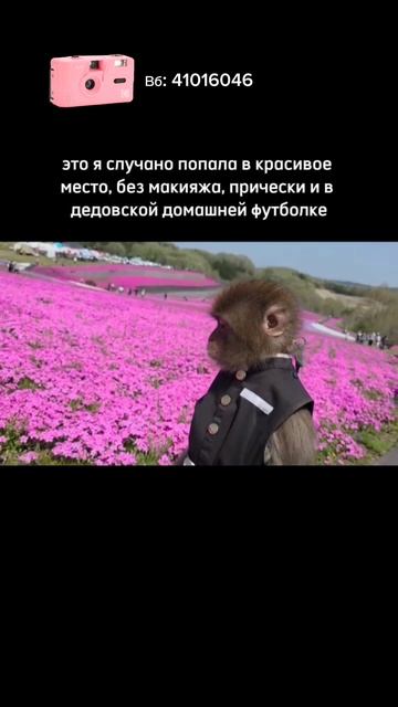 🌸 Розовый Kodak M35 — артикул WB 41016046