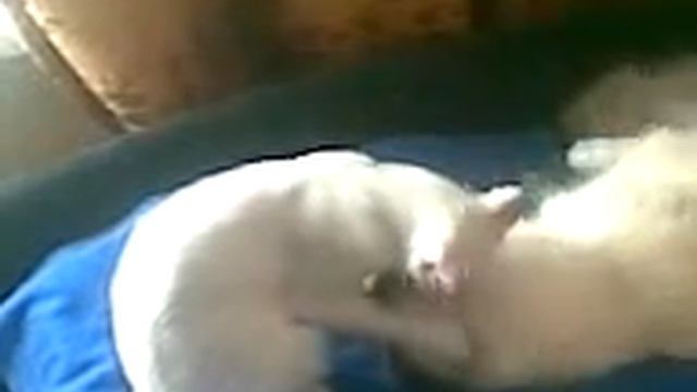 Прикольные кошки#любовь#смешныекотята#кисаанфиса#ольгакириллова#невскаямаскарадная#афродита#aphrodi смотреть онлайн