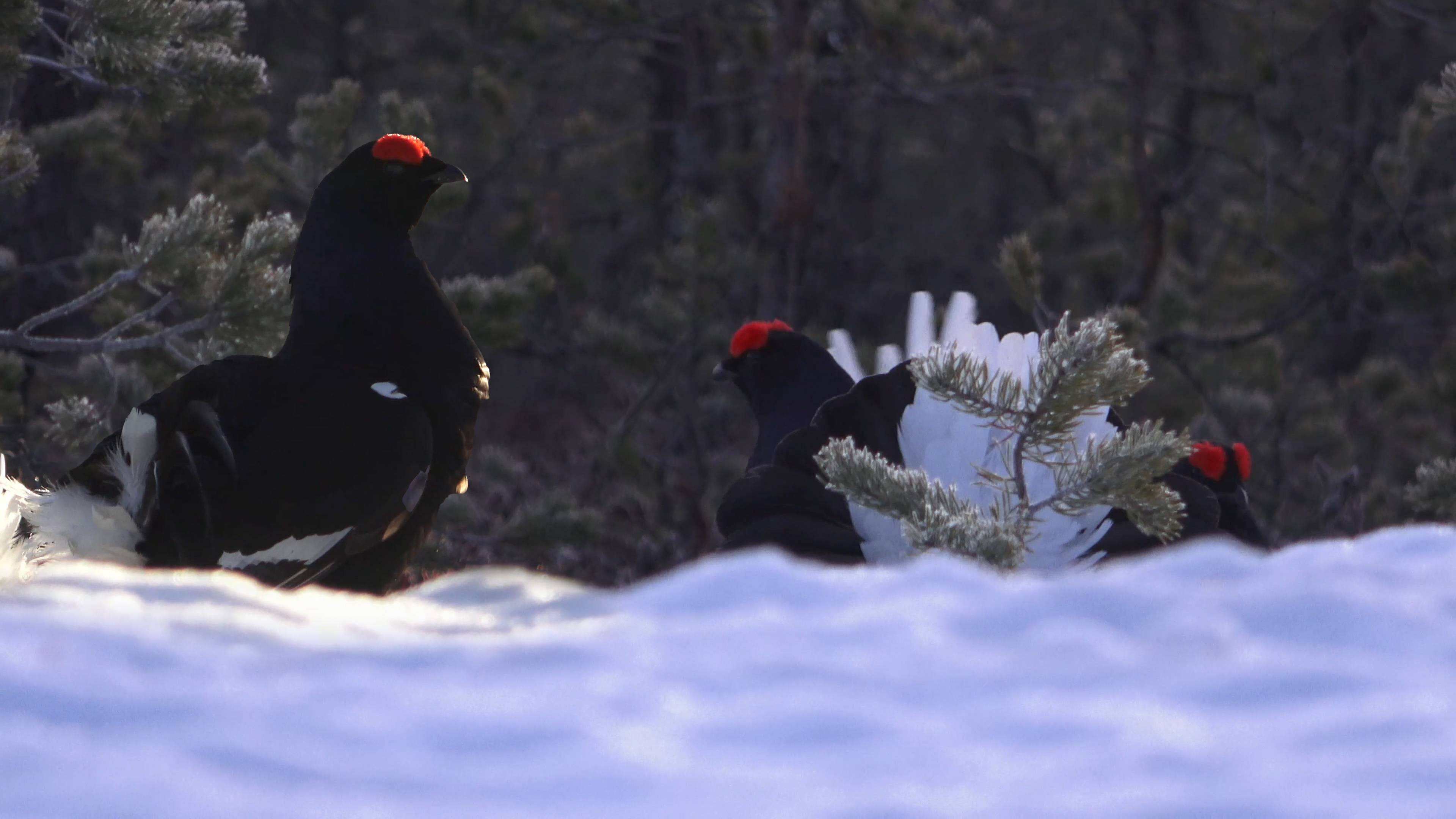 Лучший тетеревиный.Тетерева проснулись намного раньше меня и уже вовсю гоняли друг друга на токовище