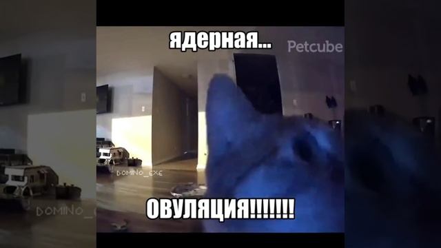 Это же ядерная овуляция