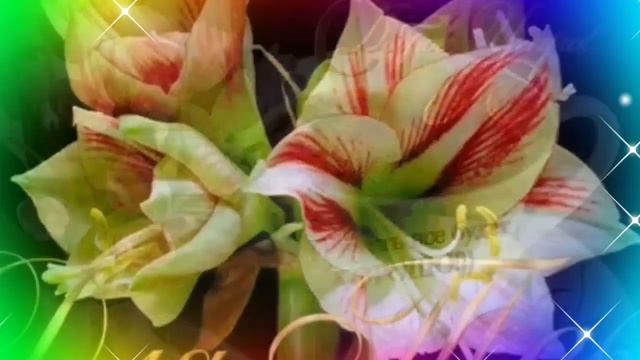 Доброго утра! Хорошего дня! Цветочного настроения! Красивая музыкальная открытка С добрым утром! смотреть онлайн