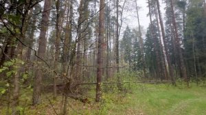 Дождь в диком лесу