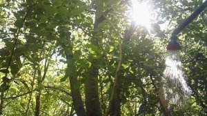 Полив дождеванием саженцев ЗКС (вид с земли)