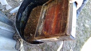 Перезимовали пчёлы на отлично, даже слабые семьи