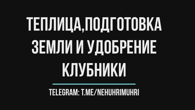 Теплица подготовка земли и удобрение клубники
