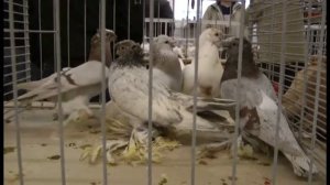 Выставка голубей Германия Herford 2013 Часть1