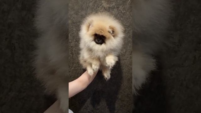 Супер мишка, шпиц смотреть онлайн