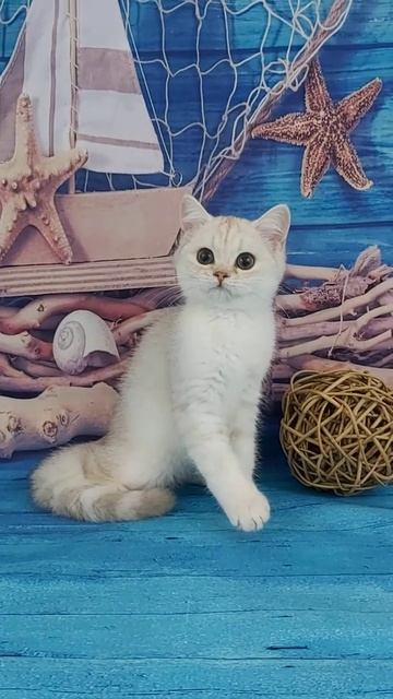 Продажа! Британский котик. Серебристая шиншилла. смотреть онлайн
