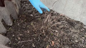 ГОТОВИМ ТЕПЛИЦУ ПОД ОГУРЦЫ.КУПИЛА НОВЫЕ АМПЕЛЬНЫЕ ЦВЕТЫ.ОТКРЫВАЕМ КЛЕМАТИСЫ.