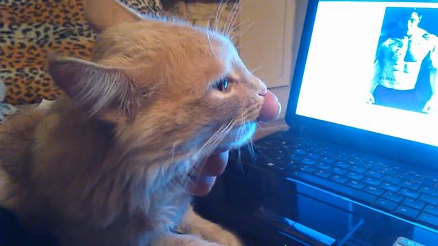 Фокс сосун смотреть онлайн