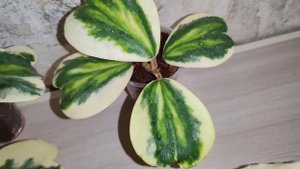 Hoya kerry albo var