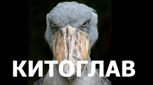 КИТОГЛАВ: самая СТРАННАЯ ПТИЦА в мире