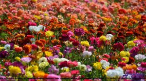 ✸ ♫ ❤ Клип, от которого пустишься в пляс - Good Deal (Medium Version) -- BoDleasons -- Corporate Wor