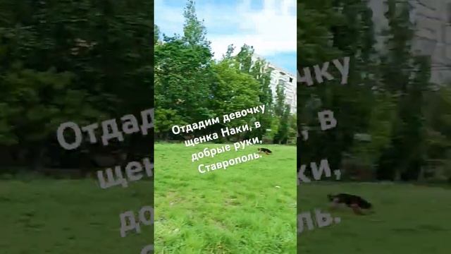#доксли #собаки #прогулки #возьмидругаизприюта #послеоперации #весна2024 #ставрополь