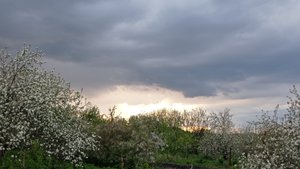 И снова я 🙋  Рассада огурцов,  то разная.