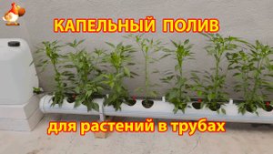 Капельный полив для растений в трубах как сделать своими руками инструкция