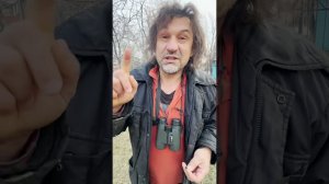 Свиристели