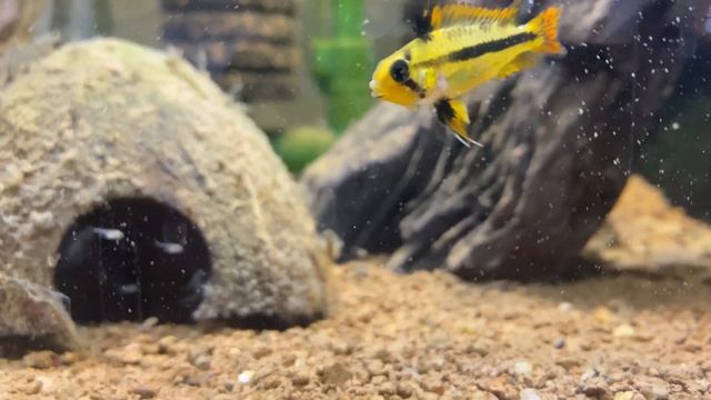 Apistogramma Cacatuoides FullRed смотреть онлайн