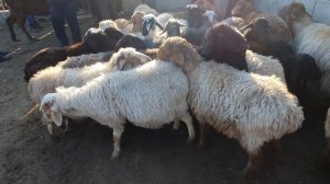 QO'Y ECHKI QO‘CHQOR NARXLARI BUXORO ROMITAN QO‘RG‘ON MOL BOZOR NARXLARI 03 февраля 2022 г.