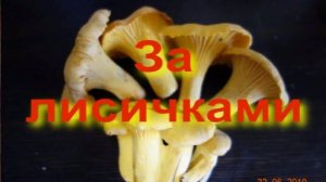За лисичками