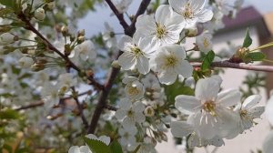 Если в твоей душе осталась хоть одна цветущая ветвь, на неё всегда сядет поющая птица