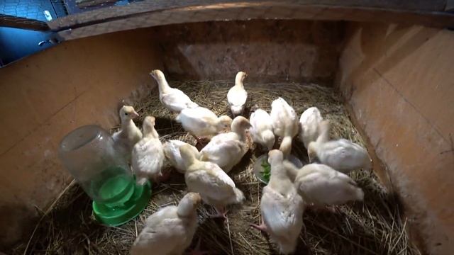 Почему ваши индюки не набирают вес? Секреты кормления бройлерных пород с нуля смотреть онлайн