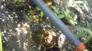 Помощь родителям: полив дождеванием саженцев ЗКС