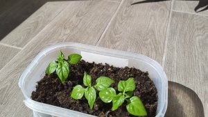 Перец Carolina Reaper (Каролина Рипер). Опыт выращивания. Част