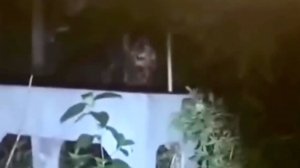 Неизвестное Существо В Лесах Мичигана