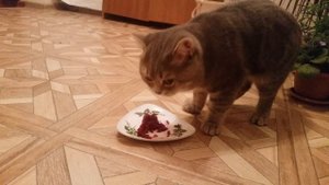 КОТ ЕСТ СВЕКЛУ