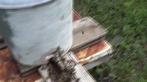 Пчёлы на поилке