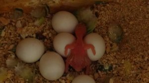 Обзор хозяйства.