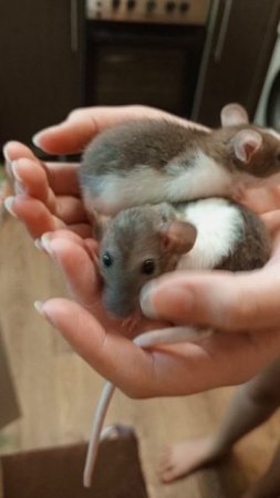 молния и граф 2 молоденьких крысёныша,🐀🐁