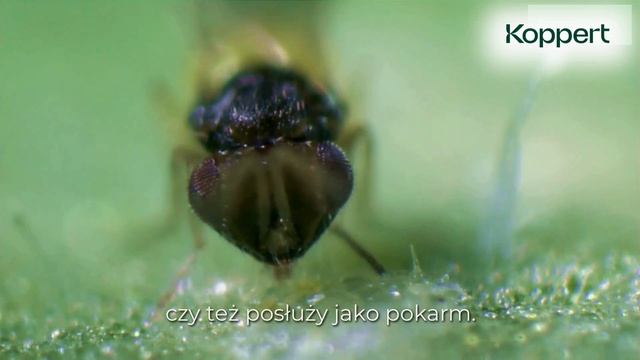 Zwalczanie mączlika | Pasożytnicza błonkówka | Encarsia formosa | Koppert Polska смотреть онлайн