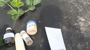 Обработка клубники от серой гнили, корневой и фитофторы препаратами, Юниформ, Ридомил Голд и Хорус.