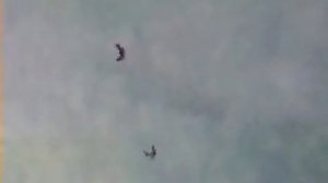 Бескружные голуби Иркутска 2