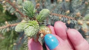 Забавное занятие! Снимаю шапочки с молодых приростов голубой ели