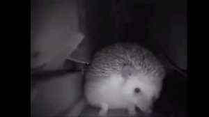 Ёжик чихнул и пукнул одновременно!